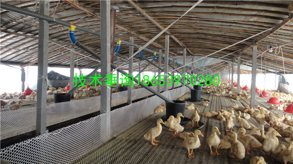 �B(y��ng)���O(sh��)��