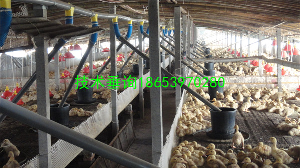 �B(y��ng)���O(sh��)��