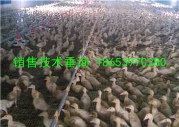 ������Ⱥ�Ƿ񽡿����м����ķ���