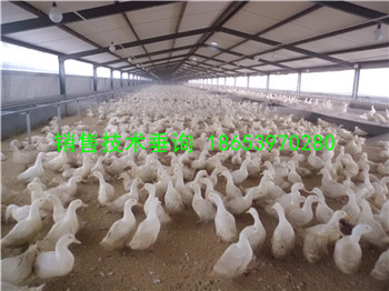 ���ҹȷN���Ĺ�ĸ�����Լ��a(ch��n)�������ںͲ�ʳ��