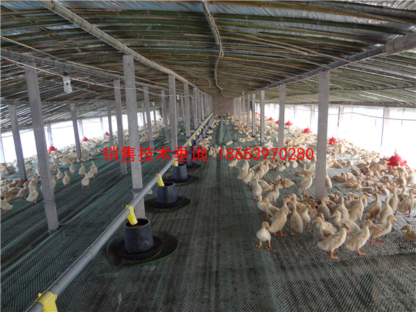 �B(y��ng)���Ͼ�